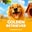 Golden Retriever  on Roobet 