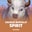Savage Buffalo Spirit  on Roobet 